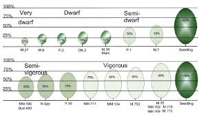 O is the fruit tree. Understanding Apple Tree Size Dwarf Semi Dwarf And Standard Apples