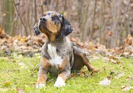 Catahoula Leopard Dog Breed Temperament Price Size All Things Dogs All Things Dogs