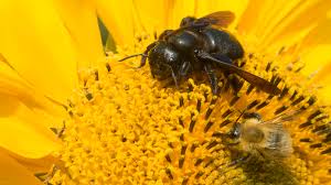 This is why the bumble bee and honey bee are named differently. Difference Between Bumblebees And Carpenter Bees