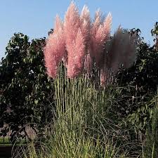 We did not find results for: Buy Pink Pampas Grass Seeds Online Rarexoticseeds