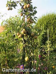 Pin Von Anja Schmitt Auf Garten In 2020 Zwergapfelbaum Kuchengarten Saulenbaum