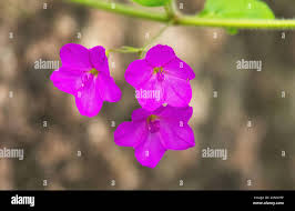 Image result for Commicarpus