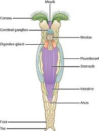 Image result for Eragrostis rotifer