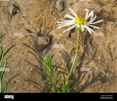 Image result for Felicia muricata