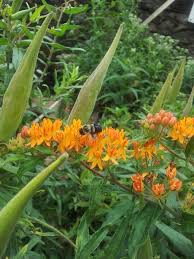 Asclepias Tuberosa Butterfly Milkweed Flowers And Seed Pods Asclepias Tuberosa Seed Pods Milkweed