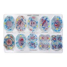Maybe you would like to learn more about one of these? Animal Cell Meiosis Model 10 Pcs For Science Supplies Buy 9 Pcs Mitosis Model Model Of Animal Cell Meiosis Anatomy Model Animal Cell Product On Alibaba Com