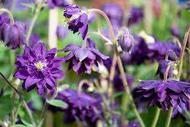 Image result for Aquilegia vulgaris `Tower Mix`