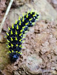 Black And Yellow Striped Caterpillar Image Result For Black Caterpillars With Yellow Spikes In Africa Black Caterpillar Black Yellow