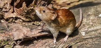 Dass sich das hantavirus auch 2018 weiter ausbreitet bleibt abzuwarten. Hohe Zahl Von Hanta Virus Infektionen