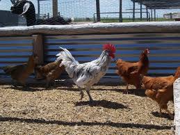 Do not feed chickens a heavily buttered or deep fried no, chickens must not eat avocado. What Not To Feed Chickens The Prairie Homestead