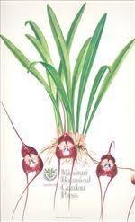 Orchid Print, Dracula Simia (Thesaurus ...