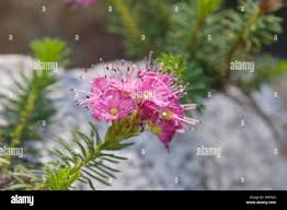 Image result for Phyllodoce breweri