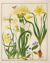 Daffodil Narcissus Pupochnik Spring Omphalodes Verna And Small Butterfly Auth Botanicheskie Illyustracii Botanicheskie Risunki Botanicheskie Printy