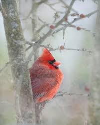 Red Bird In The Snow Hayvanlar Kus