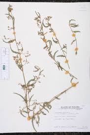 Image result for Aeschynomene schimperi