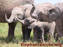 If you are missing your art lessons why not learn how to draw this elephant? How To Age African Elephants