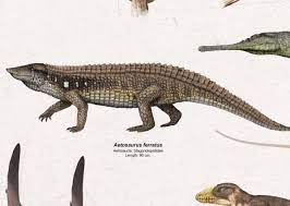Three species are currently recognized: Gabriel N U On Twitter Aetosaurus Ferratus A Small Aetosaur From The Zorzino Limestone Full Poster Available At Https T Co Dygqb4i5ri Paleoart Aetosaurs Https T Co Qdkwxxbro6