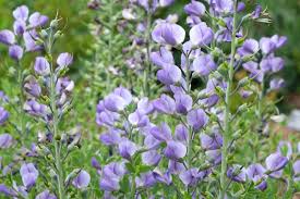 Image result for Indigofera glaucifolia