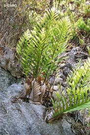 Image result for Drynaria