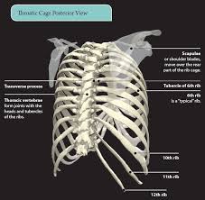 Human skeleton system rib cage posterior view anatomy. 4 The Thorax Basicmedical Key