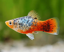 Image result for Platycaulos