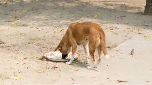 Cares for the old, disabled and special needs dogs. Blog Pet Fed