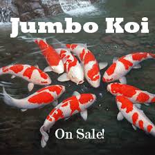 Maybe you would like to learn more about one of these? 168 Koi Farm Producers Of High Quality Koi