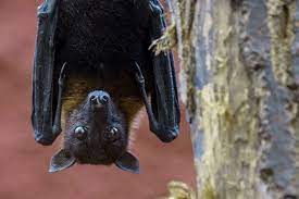 Elle est présente partout en france. Comment La Chauve Souris Peut Elle Transmettre Un Virus A L Homme
