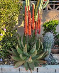Image result for Aloe aculeata × ortholopha
