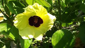 Image result for Hibiscus calyphyllus