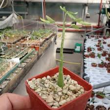 Adenia is a genus of flowering plants in the passionflower family, passifloraceae. Adenia Venenata Tropisches Afrika Uhlig Kakteen More Than 5 000 Different Species