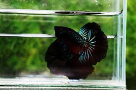 These freshwater fish are known best for their beautiful fins and color. The Different Types Of Black Betta Fish Nice Betta Thailand Co Ltd