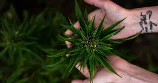 Check out our hexo stock analysis, current hexo quote, charts, and historical prices for hexo corp stock. Hexo Shares Fall Slightly On Heels Of 124m At The Market Offering Benzinga