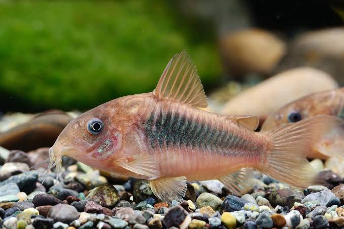 Bronze corydoras • Osteogaster aenea (Corydoras aeneus) • Fish sheet