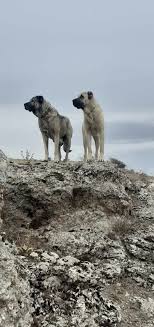 Pin By Jule Mansour On Armando Leon Landaveri Kangal Dog Anatolian Shepherd Dog Dog Cat