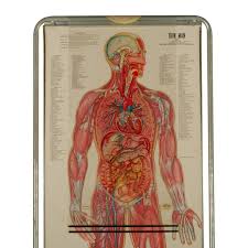 Explore the anatomy systems of the human body! Vintage Human Anatomy Chart With Overlays Double Sided From A Unique Collection Of Antique And Modern Posters At Human Anatomy Chart Modern Poster Antiques