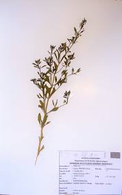 Image result for Scoparia