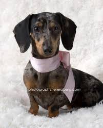 Black And White Dachshund Mix Adopt Reesie On Petfinder Dapple Dachshund Dachshund Puppy Black Dachshund Puppy