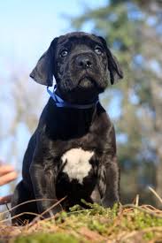 Great dane puppies for sale. Great Dane For Sale Craigslist Oregon