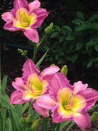 Maybe you would like to learn more about one of these? Photo Of The Bloom Of Daylily Hemerocallis Emperor Butterfly Posted By Growgirl Garden Org