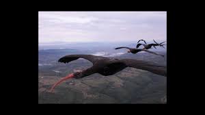 In this drawing lesson we'll show you how to draw a goose in 7 easy steps. Why Birds Fly In A V Formation Science Aaas