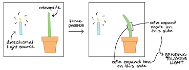 Light is an important factor influencing plant growth. Phototropism Photoperiodism Article Khan Academy