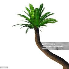 Image result for Zamiaceae