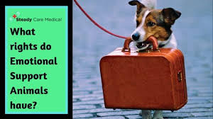 What Rights Do Emotional Support Animals Have Emotional Support Animal Emotional Support Emotions