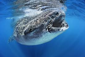 With the killer whale on land, they are also smarter copies available ) would! Whale Shark National Geographic