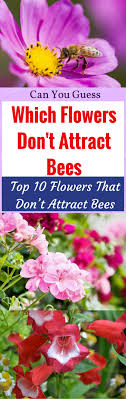 This article provides tips, tricks, and useful plants that attract more bees. Can You Guess Which Flowers Don T Attract Bees Top 10 Flowers That Don T Attract Bees Garden Ambition