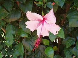 The red flowers dangle straight down on the ends on branches, resembling a chinese lantern. List Of Hibiscus Cultivars Wikipedia
