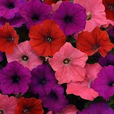 Outsidepride South Beach Easy Wave Petunia Flower Seed Mix 30 Seeds Outsidepride Petunia Flower Flower Seeds Wave Petunias