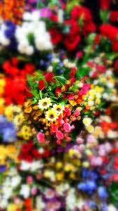 And We Are Back Again Pumpernickel Pixie Nature pictures of flowers and butterflies for iphone and android. and we are back again pumpernickel pixie