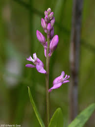 Image result for Polygala